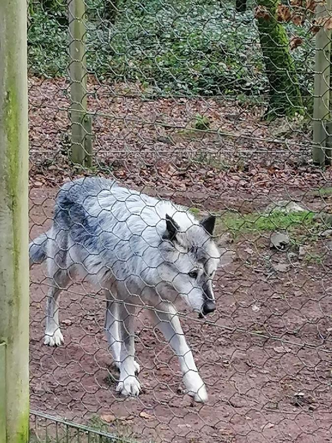 Ferienwohnung Am Wolfsweg Merzig Luaran gambar